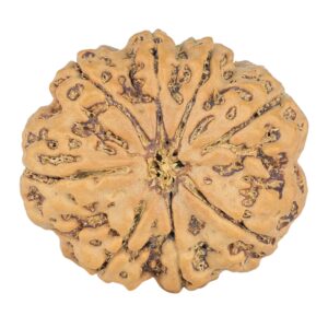 8 Mukhi Rudraksha 28mm 6.94gm - Rudraksha