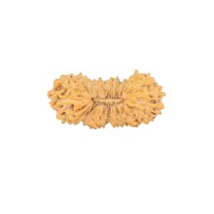 26 Mukhi Rudraksha 22.2mm 1.25gm - Rudraksha