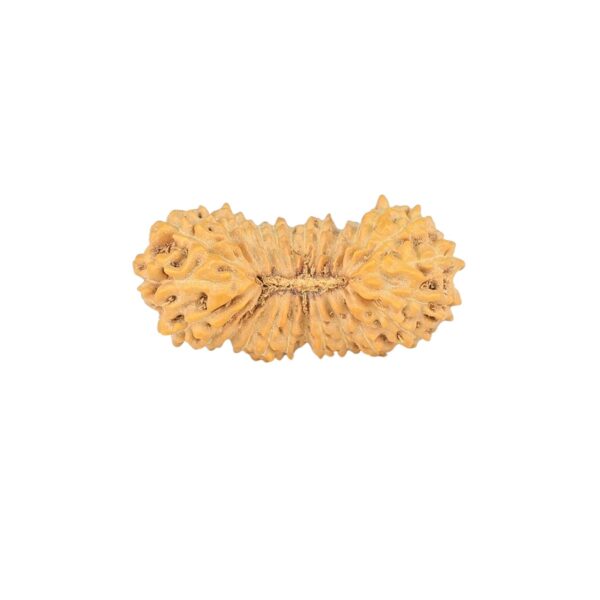 26 Mukhi Rudraksha 22.2mm 1.25gm - Rudraksha