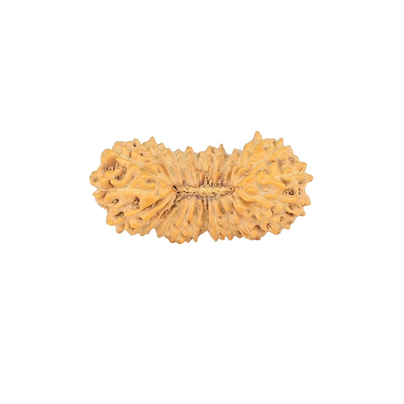 26 Mukhi Rudraksha 22.2mm 1.25gm - Rudraksha