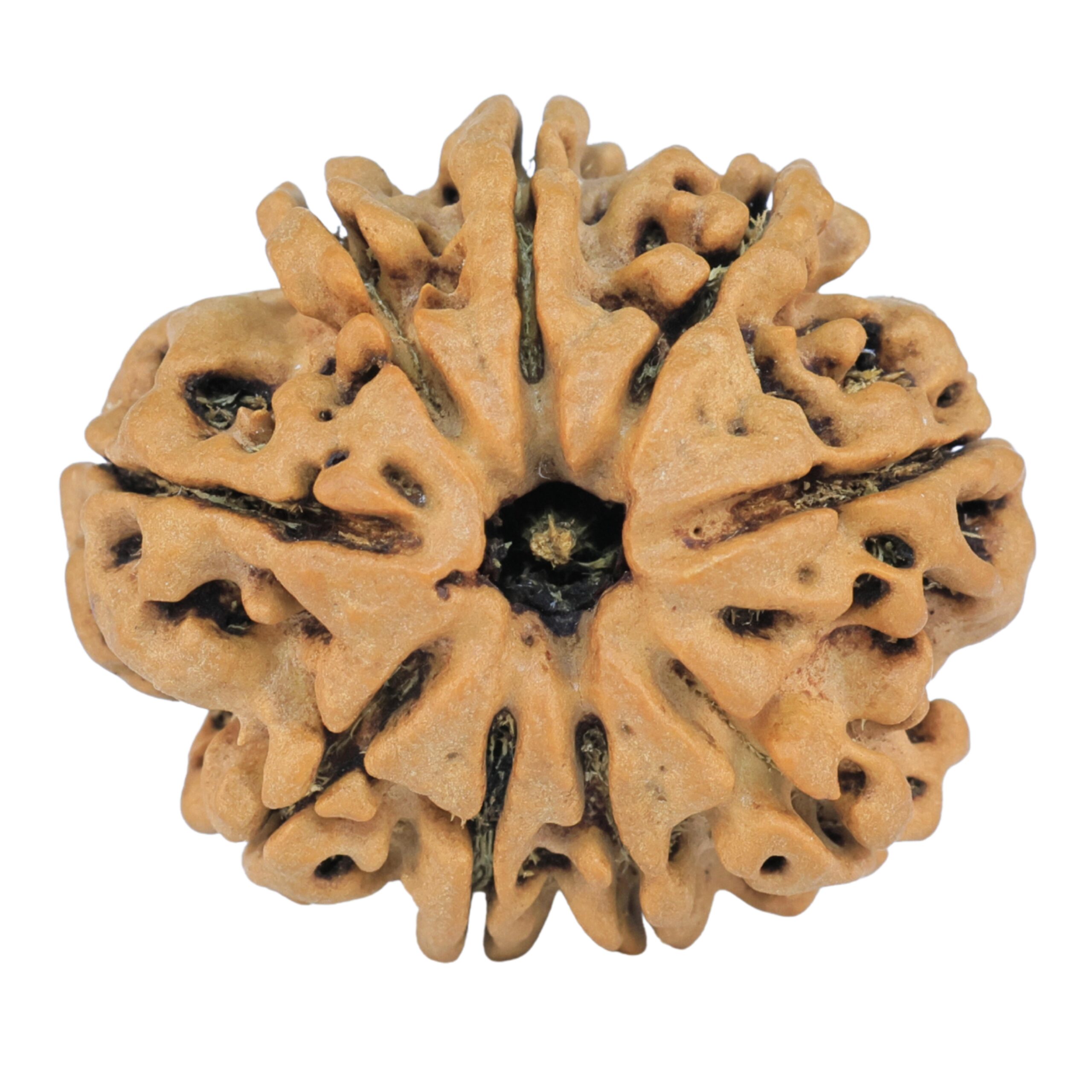 9 Mukhi Rudraksha 26.5mm 4.46gm - Rudraksha