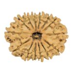 14 Mukhi Rudraksha 24mm 2.24gm - Rudraksha