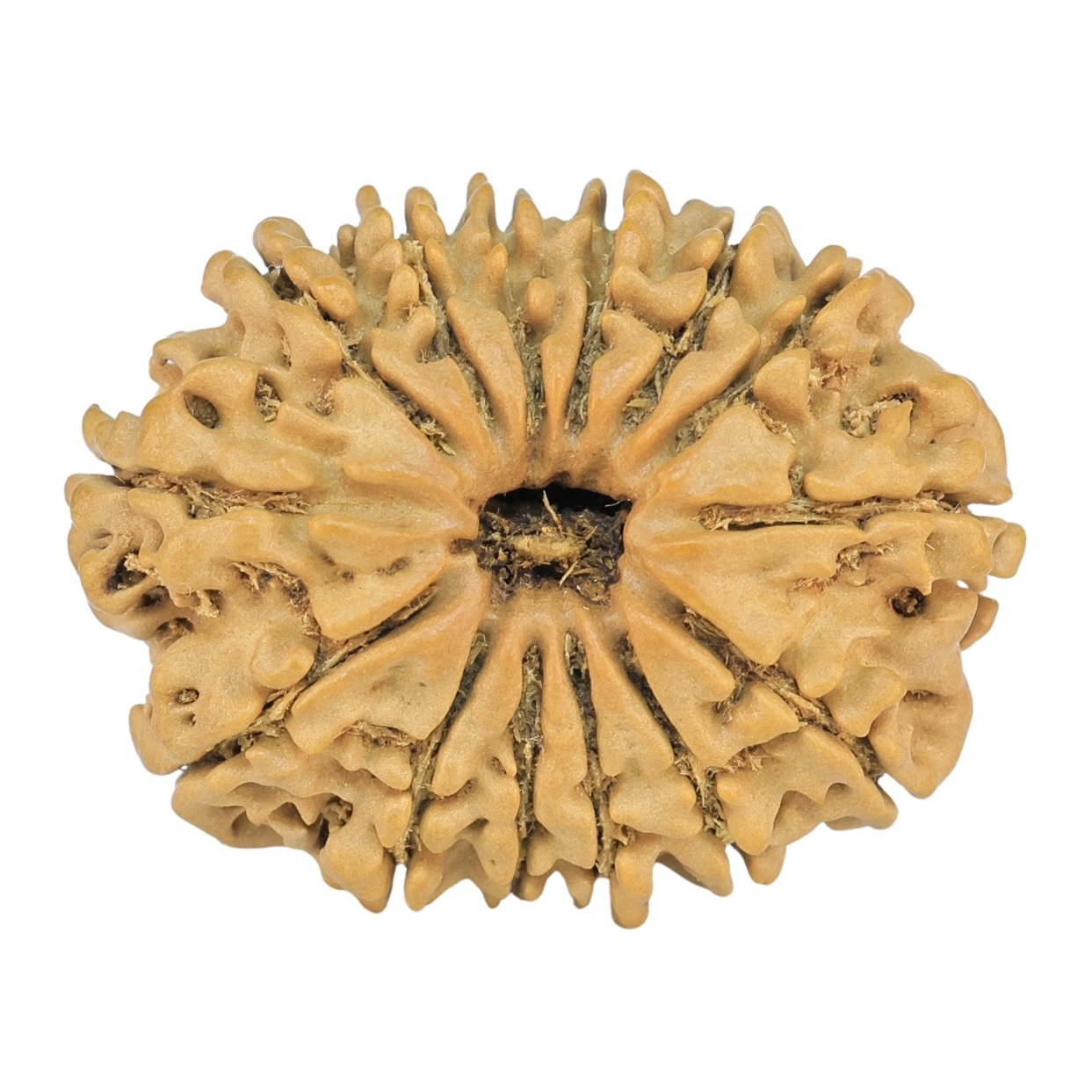 14 Mukhi Rudraksha 24mm 2.24gm - Rudraksha
