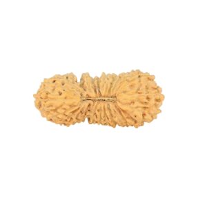 26 Mukhi Rudraksha 26.3mm 1.85gm - Rudraksha
