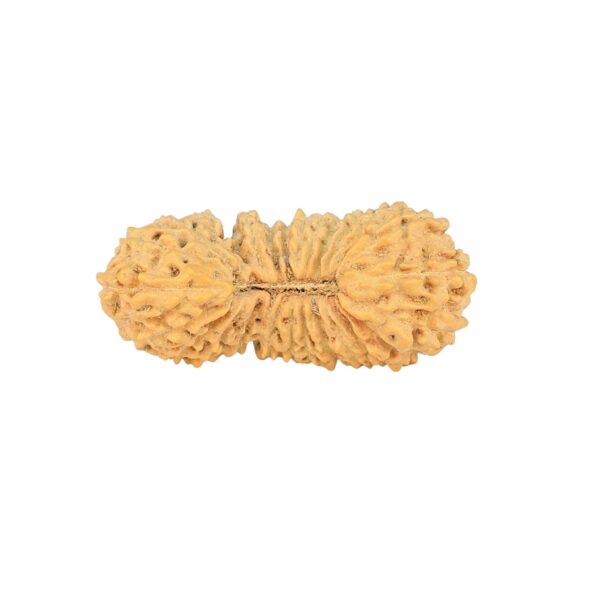 26 Mukhi Rudraksha 26.3mm 1.85gm - Rudraksha
