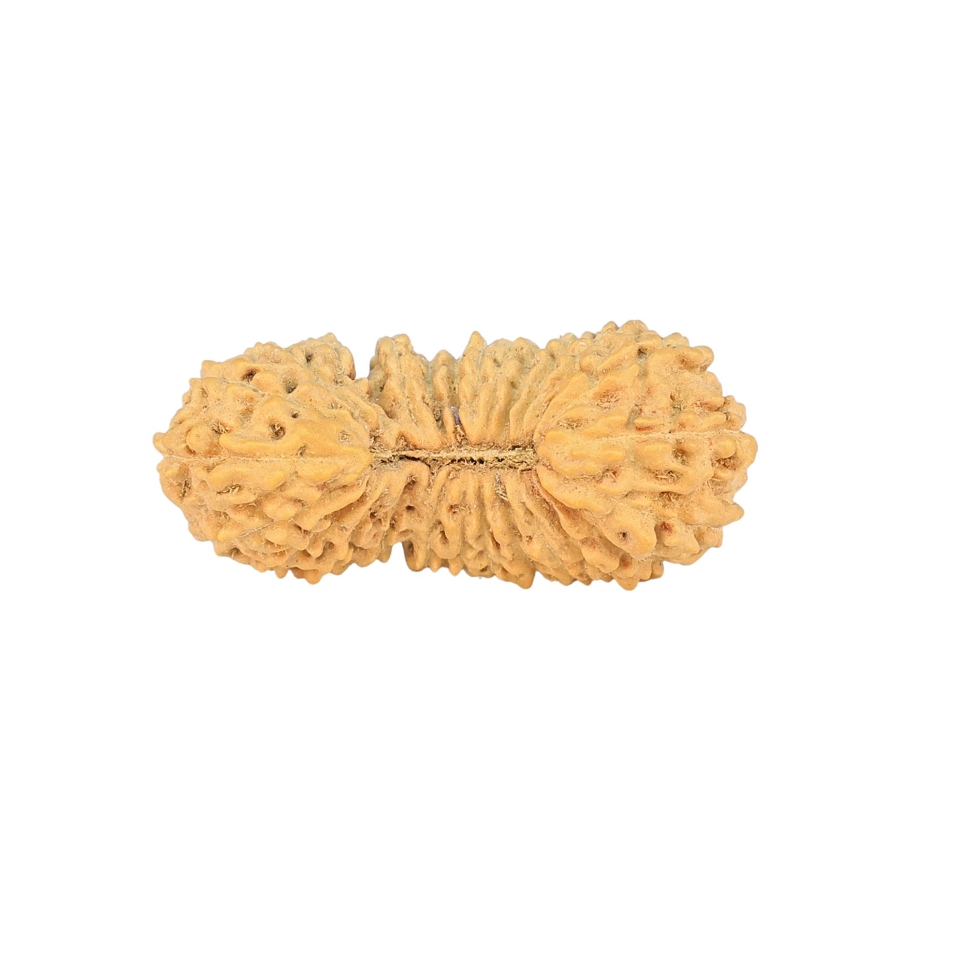 26 Mukhi Rudraksha 26.3mm 1.85gm - Rudraksha