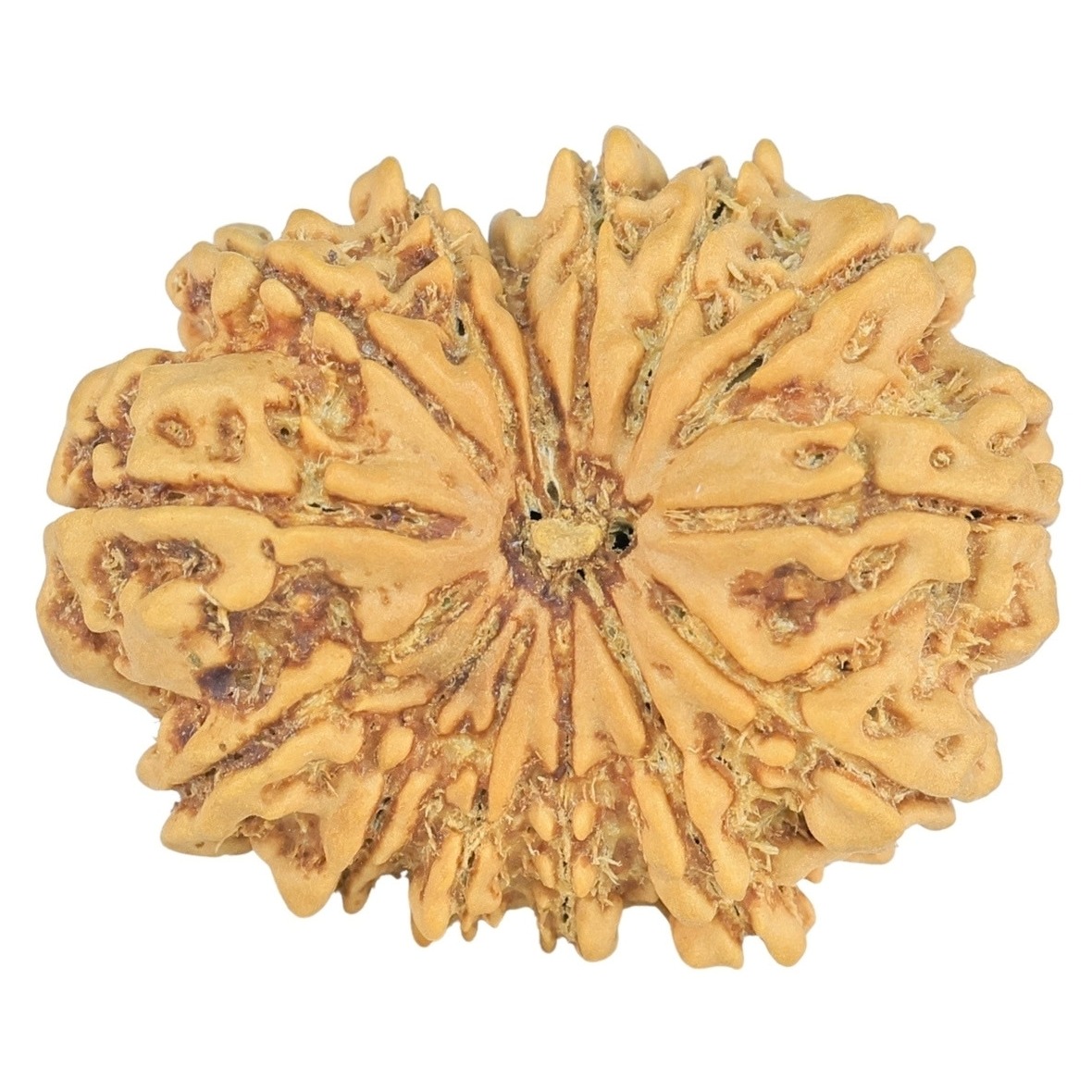 14 Mukhi Rudraksha 26mm 3.32gm - Origin: Nepal - Rudraksha