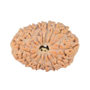 14 Mukhi Rudraksha 22.8mm 2.48gm - Rudraksha