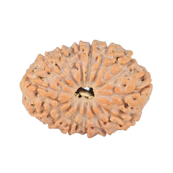 14 Mukhi Rudraksha 22.8mm 2.48gm - Rudraksha