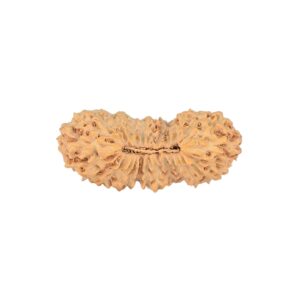 27 Mukhi Rudraksha 25.4mm 1.66gm - Rudraksha