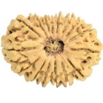 16 Mukhi Rudraksha 29.6mm 3.22gm - Rudraksha