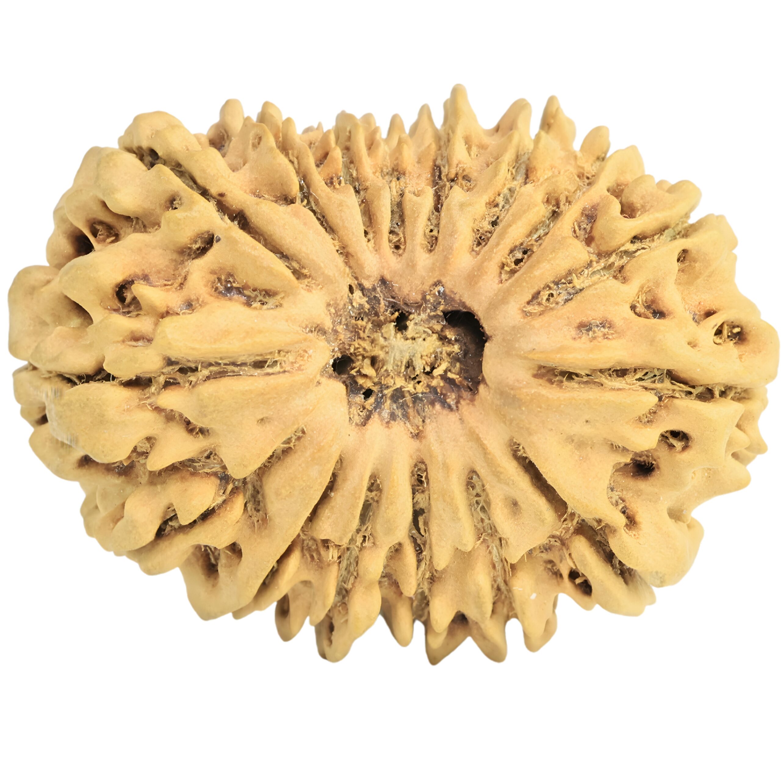 16 Mukhi Rudraksha 29.6mm 3.22gm - Rudraksha