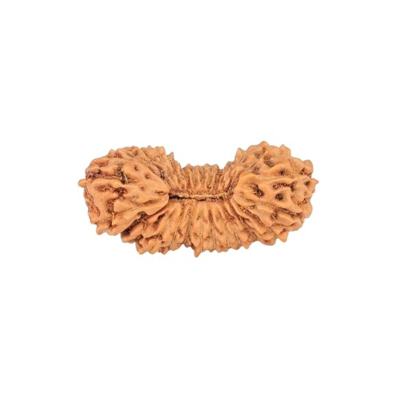 26 Mukhi Rudraksha 21.3mm 1gm - Rudraksha