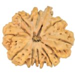 9 Mukhi Ganesh 33.8mm 8.15gm - Rudraksha
