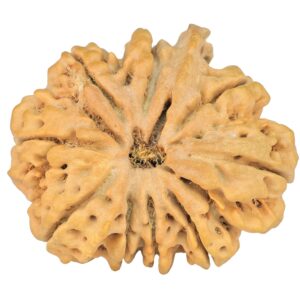 9 Mukhi Ganesh 33.8mm 8.15gm - Rudraksha