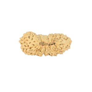 27 Mukhi Rudraksha 22.9mm 1gm - Rudraksha