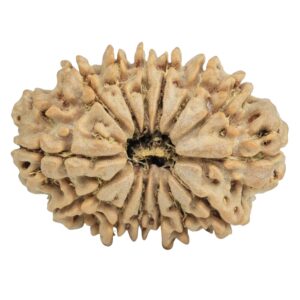 14 Mukhi Rudraksha 29.1mm 4.48gm - Rudraksha