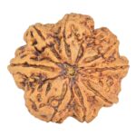 8 Mukhi Rudraksha 34mm 8.93gm - Rudraksha