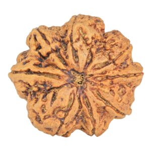 8 Mukhi Rudraksha 34mm 8.93gm - Rudraksha
