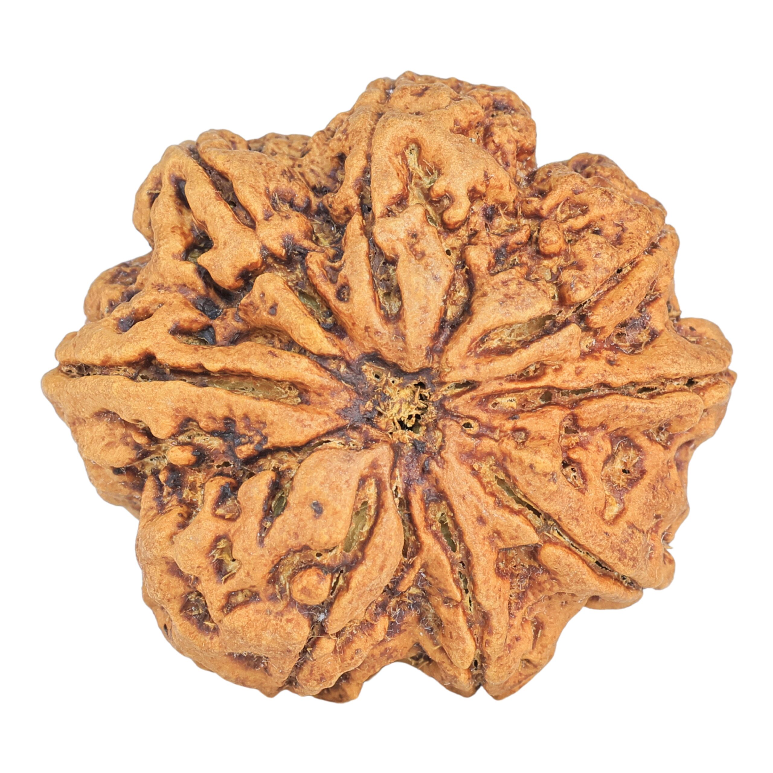 8 Mukhi Rudraksha 34mm 8.93gm - Rudraksha