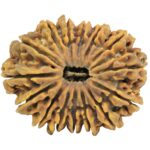 15 Mukhi Rudraksha 37.5mm 10gm - Rudraksha