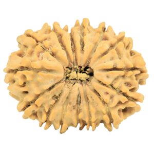 15 Mukhi Rudraksha 26.4mm 3.69gm - Rudraksha