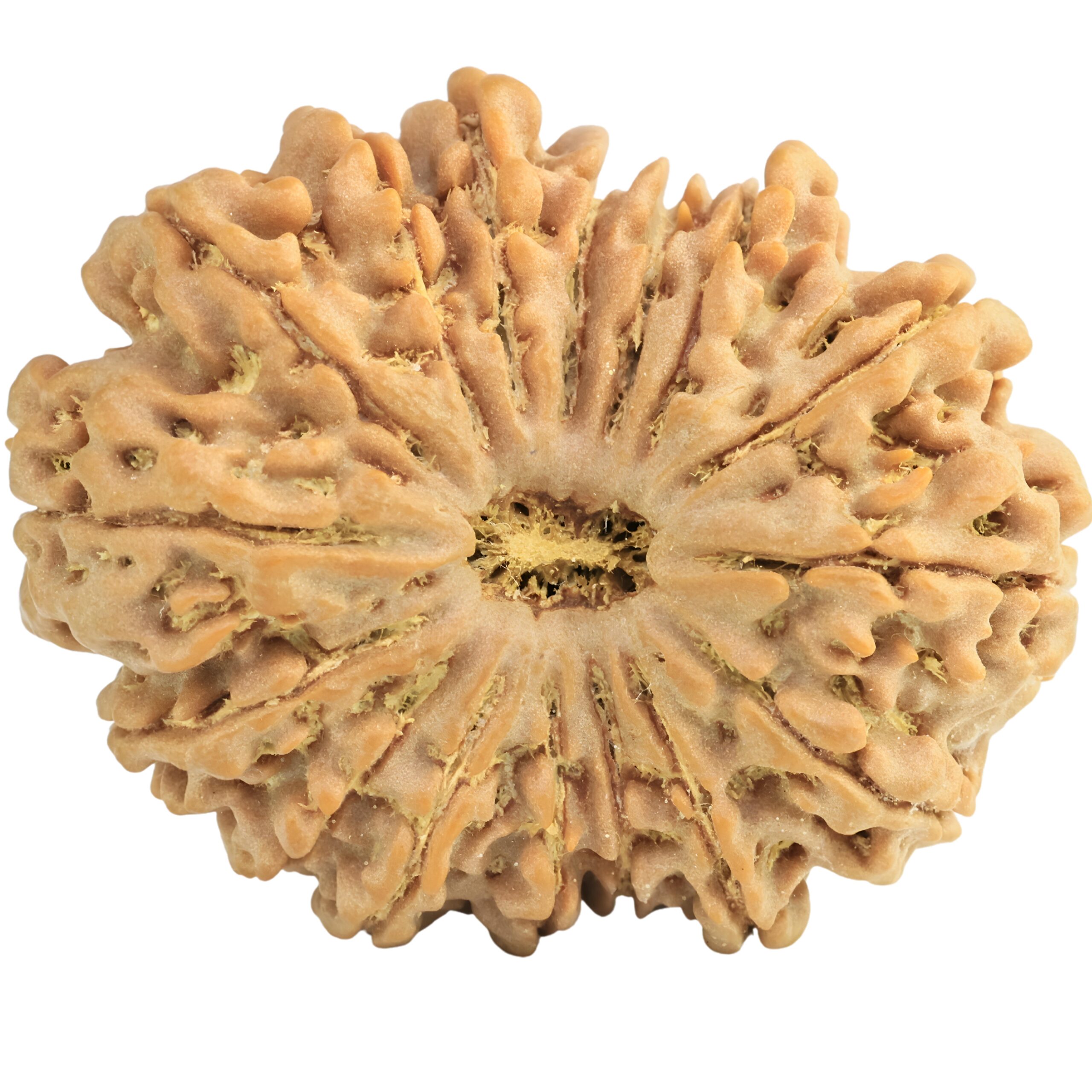 16 Mukhi Rudraksha 35mm 7.89gm - Rudraksha