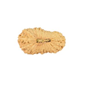 26 Mukhi Rudraksha 25.7mm 1.88gm - Rudraksha