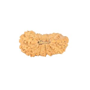 25 Mukhi Rudraksha 21.5mm 1.23gm - Rudraksha