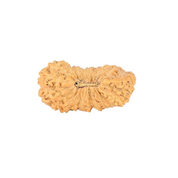 25 Mukhi Rudraksha 21.5mm 1.23gm - Rudraksha