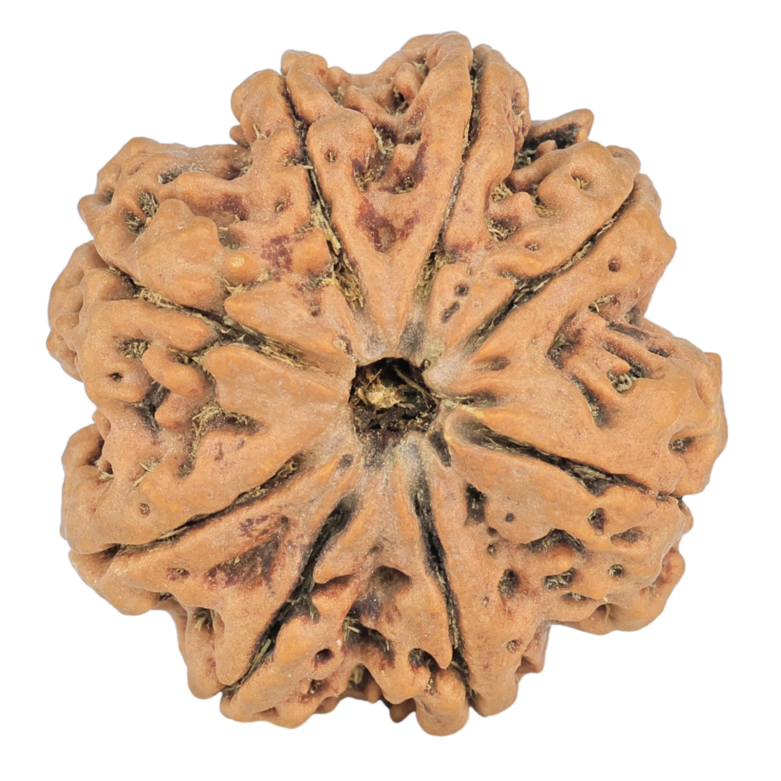 8 Mukhi Rudraksha 29.7mm 7.23gm - Rudraksha
