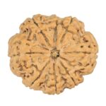 8 Mukhi Rudraksha 32.5mm 8.44gm - Rudraksha