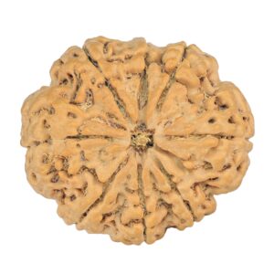 8 Mukhi Rudraksha 32.5mm 8.44gm - Rudraksha