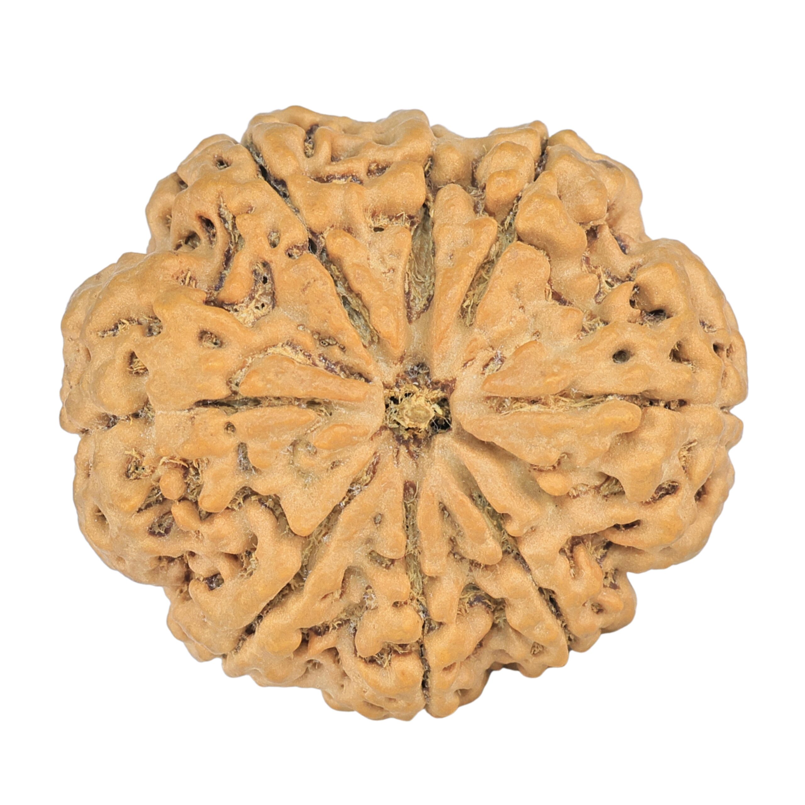 8 Mukhi Rudraksha 32.5mm 8.44gm - Rudraksha