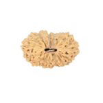16 Mukhi Rudraksha 22.2mm 2gm - Rudraksha
