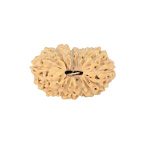 16 Mukhi Rudraksha 22.2mm 2gm - Rudraksha