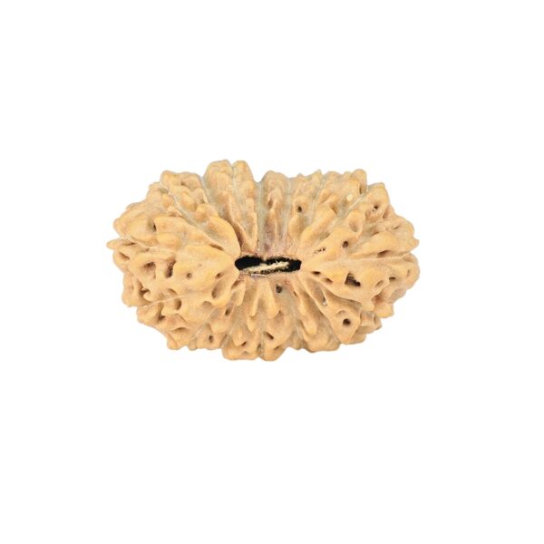 16 Mukhi Rudraksha 22.2mm 2gm - Rudraksha