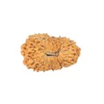 19 Mukhi Rudraksha 22.4mm 2.09gm - Rudraksha