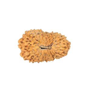 19 Mukhi Rudraksha 22.4mm 2.09gm - Rudraksha