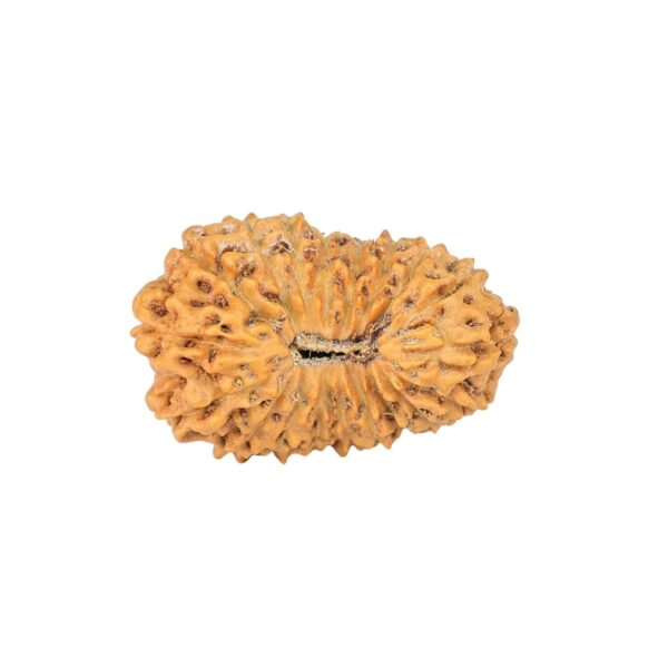 19 Mukhi Rudraksha 22.4mm 2.09gm - Rudraksha