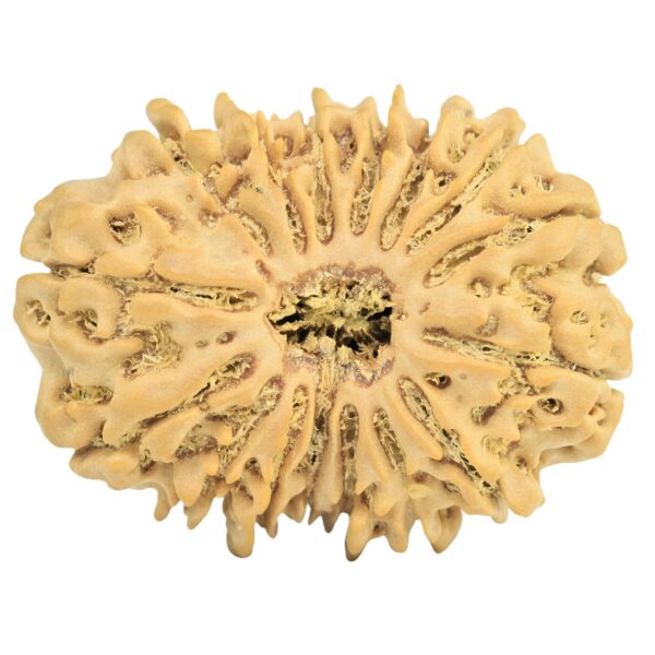 16 Mukhi Rudraksha 27.6mm 4.46gm - Rudraksha