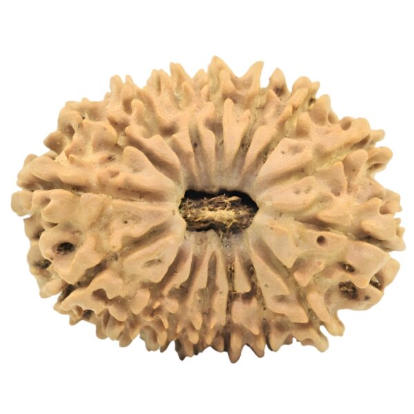 16 Mukhi Rudraksha 26.6mm 3.2gm - Rudraksha