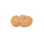 19 Mukhi Rudraksha 22.5mm 1.58gm - Rudraksha
