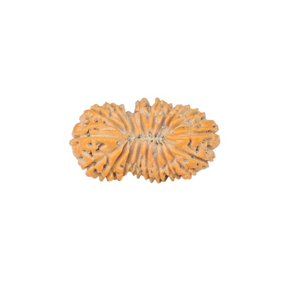 19 Mukhi Rudraksha 22.5mm 1.58gm - Rudraksha