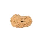22 Mukhi Rudraksha 19.5mm 1.14gm - Rudraksha