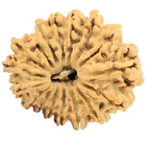 17 Mukhi Rudraksha 26.5mm 2.89gm - Rudraksha
