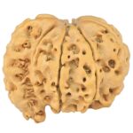 Sawar/Ganesh (7+1) 25.6mm 4.39gm - Rudraksha