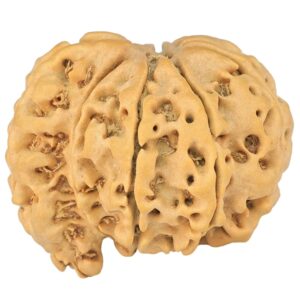 Sawar/Ganesh (7+1) 25.6mm 4.39gm - Rudraksha
