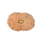 19 Mukhi Rudraksha 24.1mm 3.32gm - Rudraksha