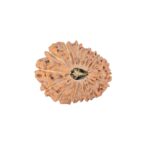 16 Mukhi Rudraksha 22.5mm 2.62gm - Rudraksha